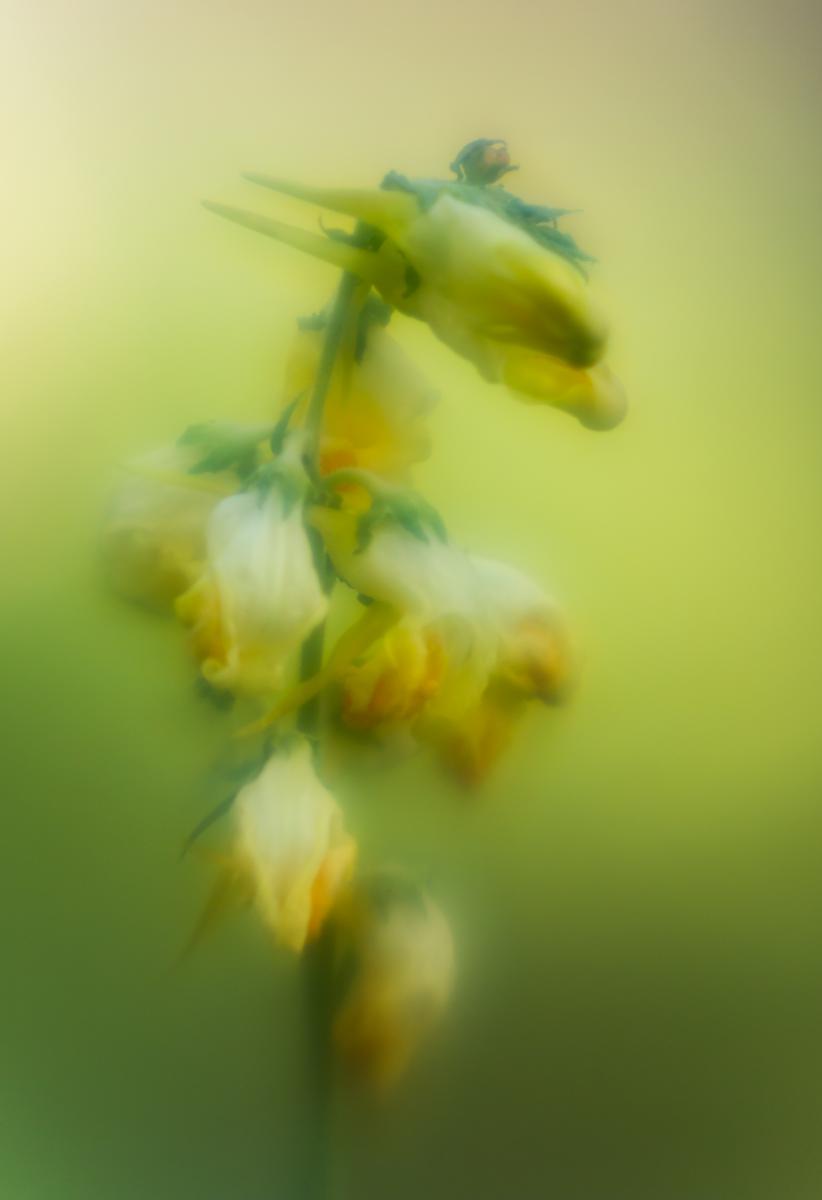 Gyenti-Kálvin Kinga