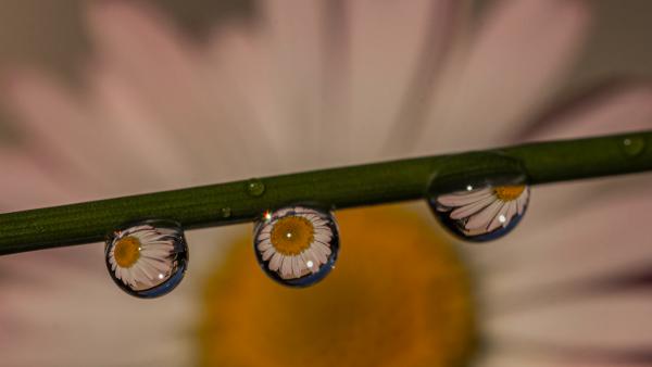 Százszorszép háromszor