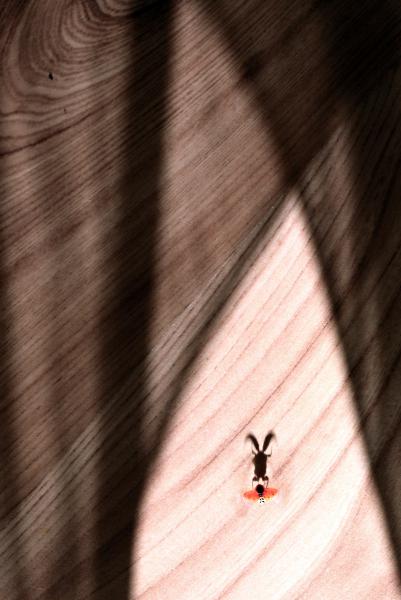 A katica színre lép