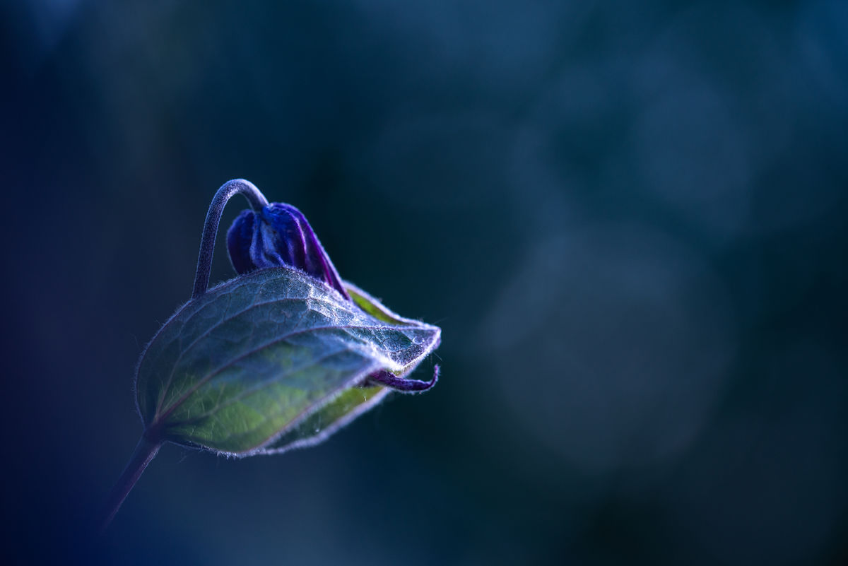 Darányiné Bakos Éva