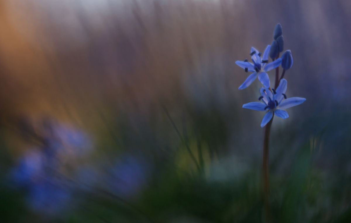 Gyenti-Kálvin Kinga