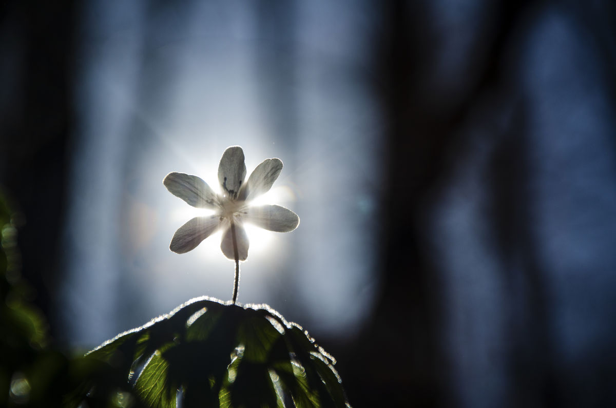 Berkesi Ágota Mirjam
