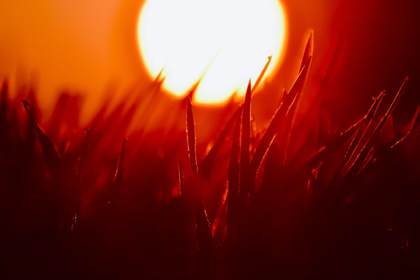 Áprilisi fagyos hajnal