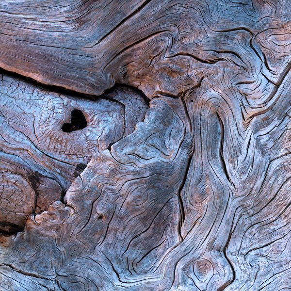 Az öreg tiszafa vallomása