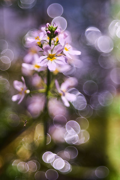 A békaliliom és a látogató