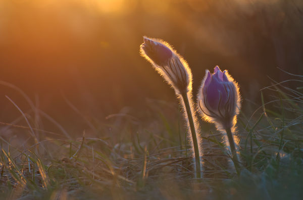 Leánykökörcsinek naplementében