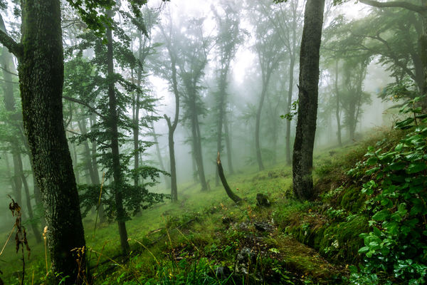 Misztikus erdő