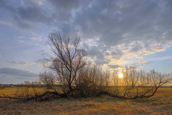 Napnyugta a fekvő fánál