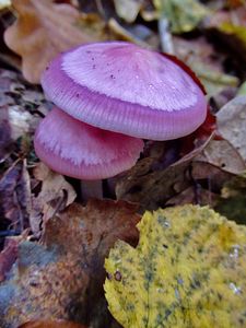 A Börzsöny erdeiben2 A Börzsöny erdeiben2