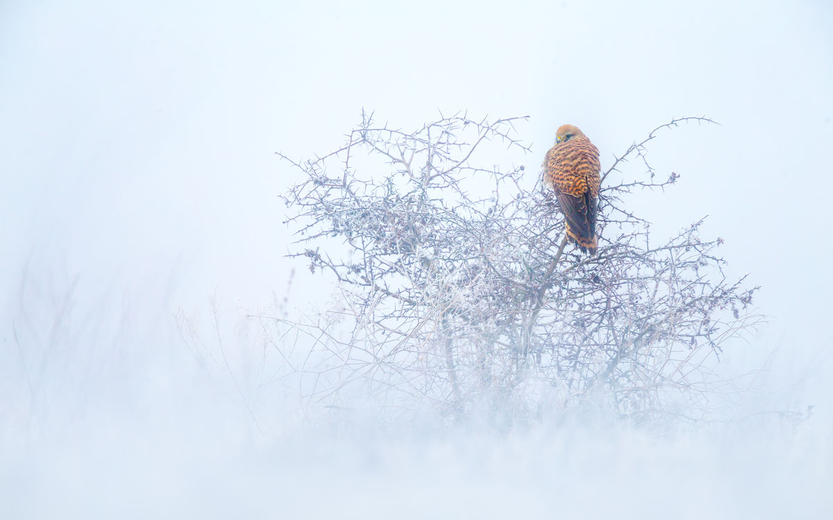 Koncz-Bisztricz Tamás