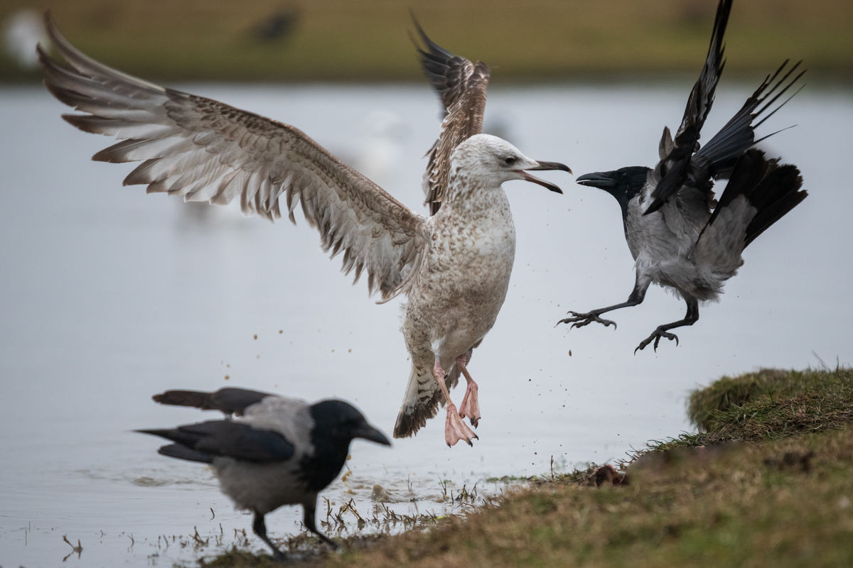 Gémné Kovács Anita