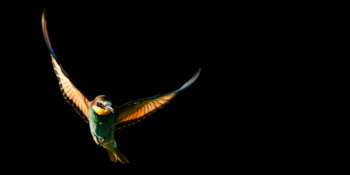 Szakolczai Krisztina