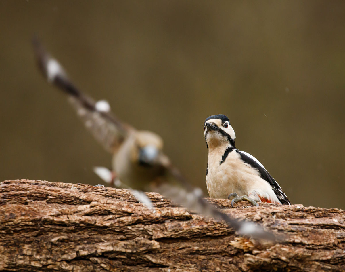 Gyenti-Kálvin Kinga