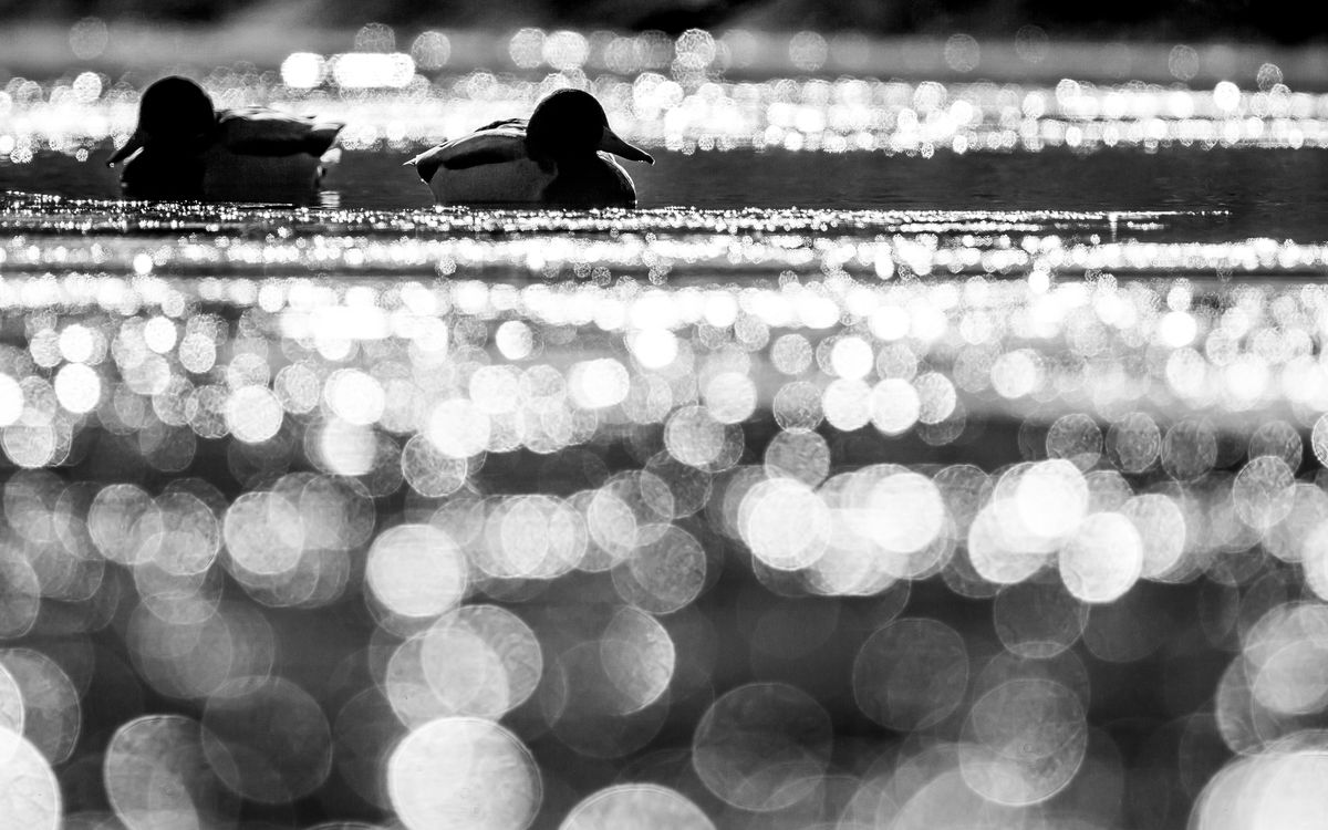 Koncz-Bisztricz Tamás