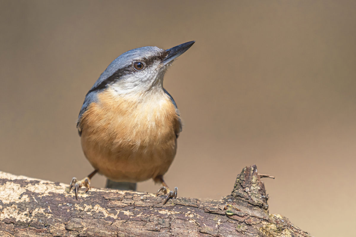 Gaál Zoltán Péter
