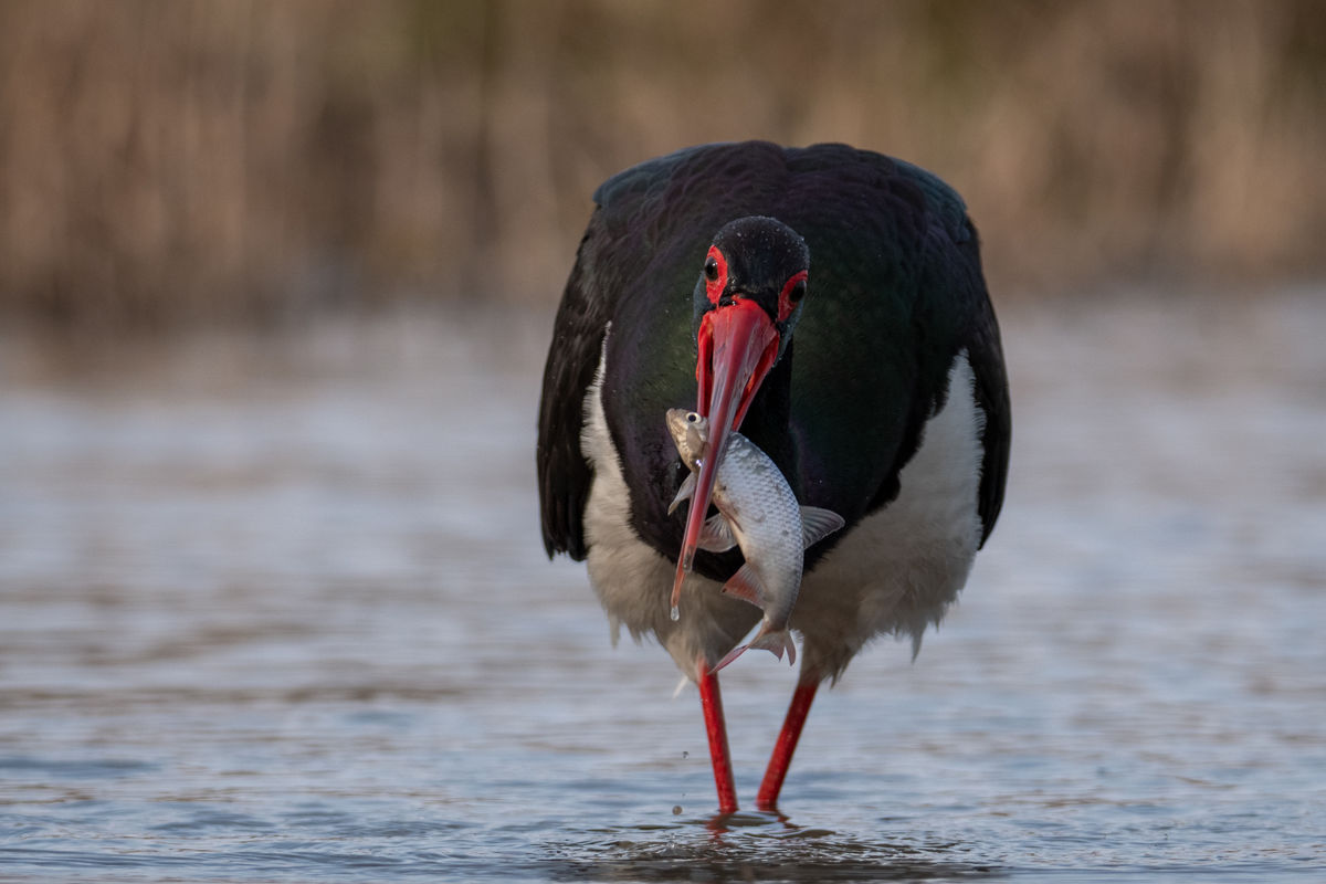 Gémné Kovács Anita