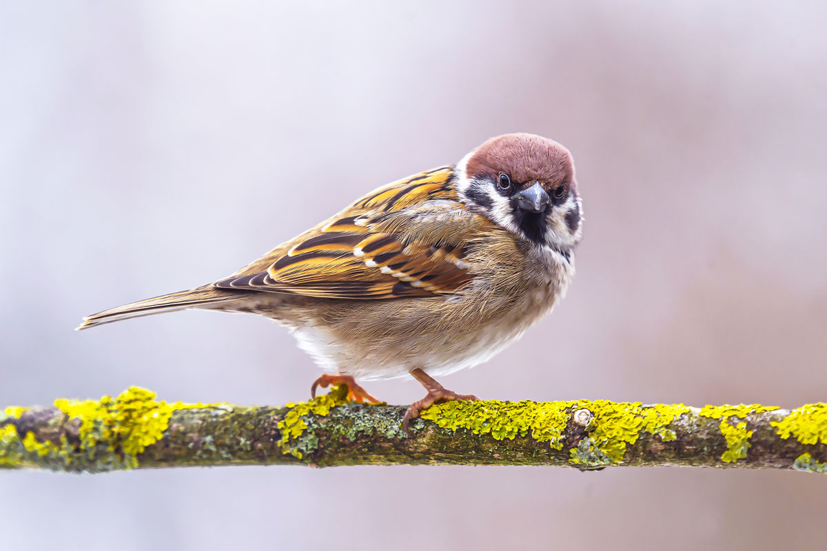Gaál Zoltán Péter