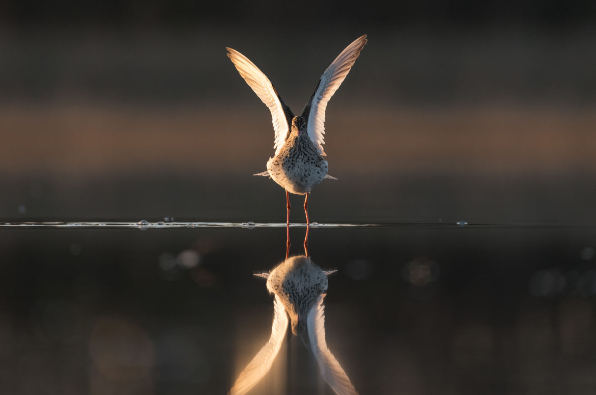 Szakolczai Krisztina