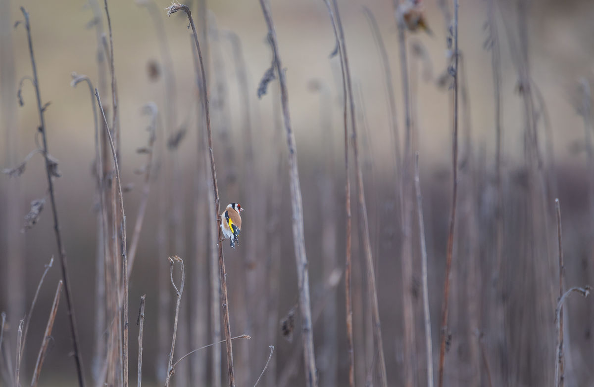 Benke Péter Valentin