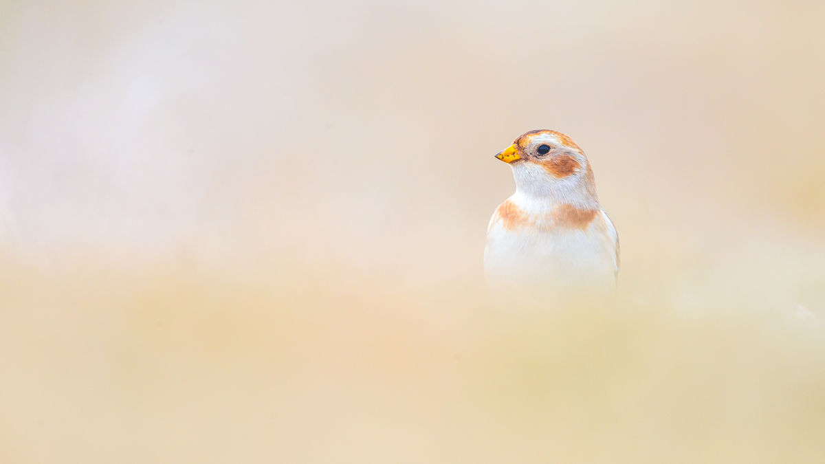 Koncz-Bisztricz Tamás