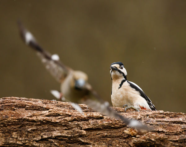 Visszavert légitámadás