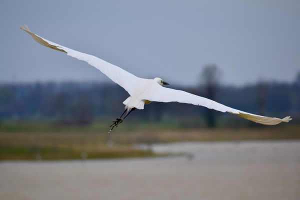 Tökéletes elegancia