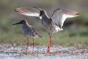 Én táncolnék veled