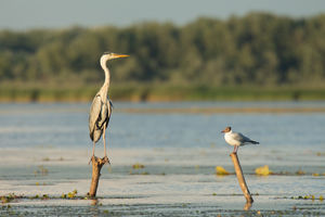 Dávid és Góliát Dávid és Góliát