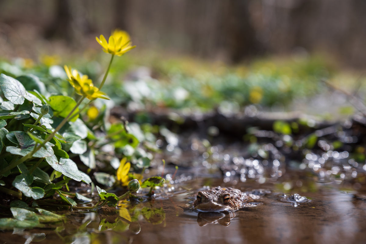 Benke Péter Valentin