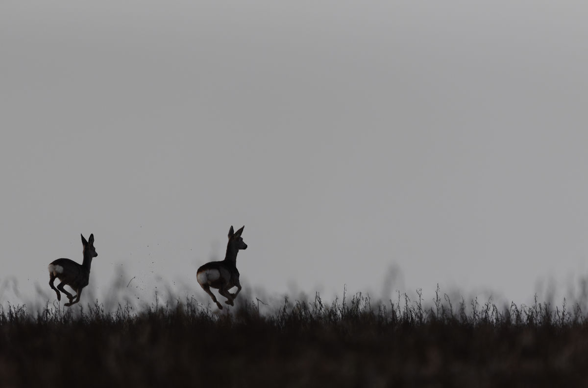Benke Péter Valentin