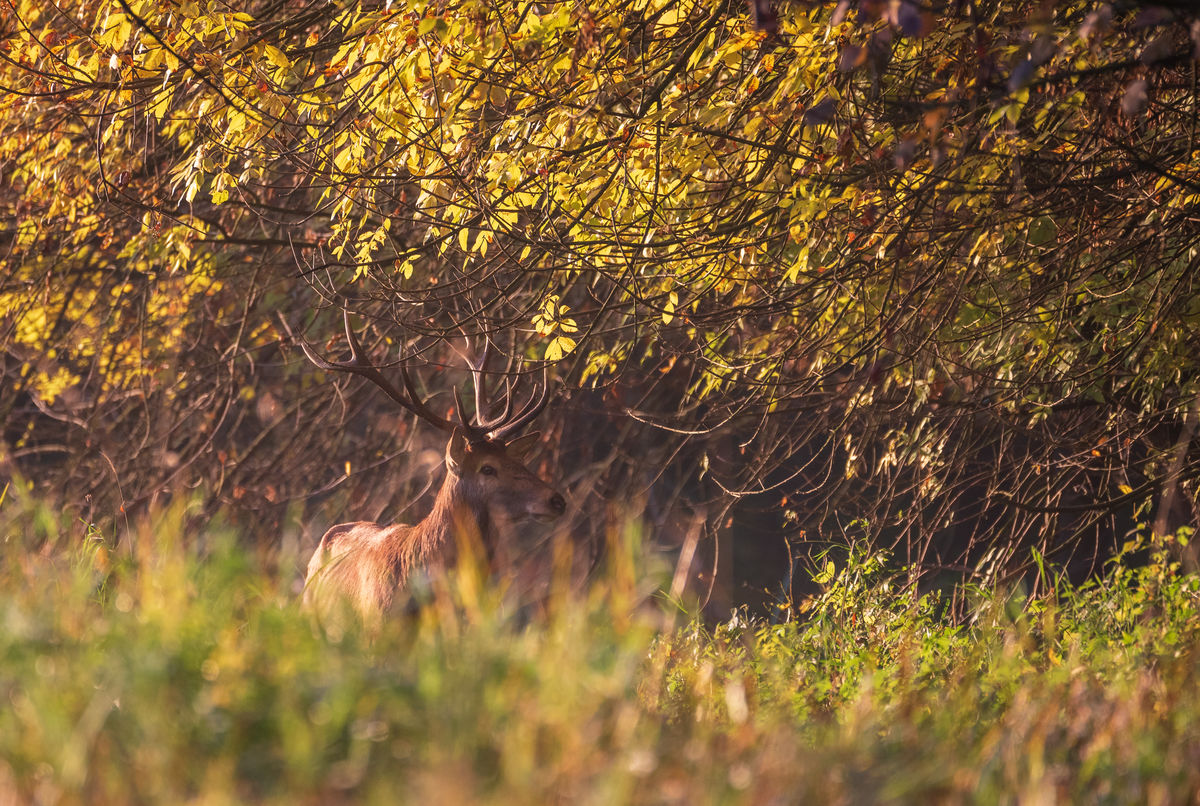 Benke Péter Valentin