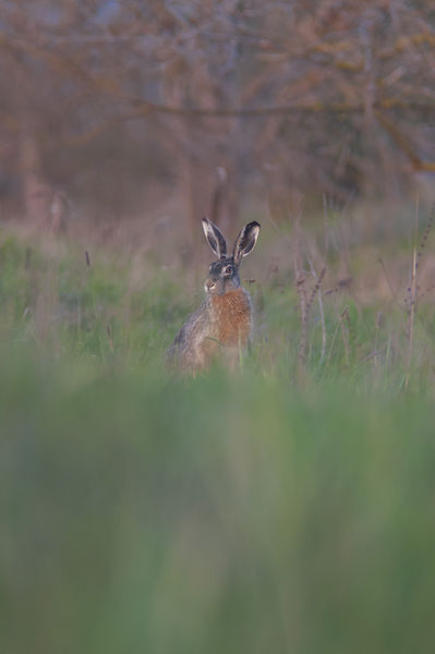 Nyuszi ül a fűben.