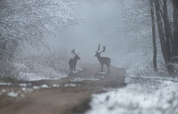 Dámszarvasok a hóban
