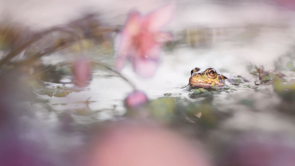 Virágok közt veled lenni...