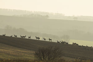 Rudli a horizonton Rudli a horizonton