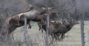 Gyerünk ugorjunk Gyerünk ugorjunk