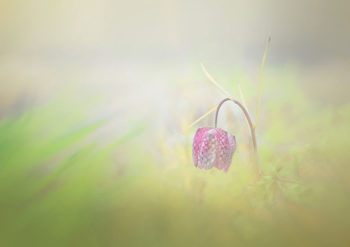 Ferkó László Szilveszter 