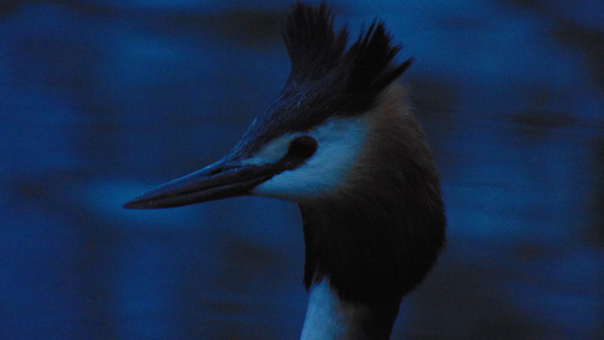 Kónya Máté Bertalan