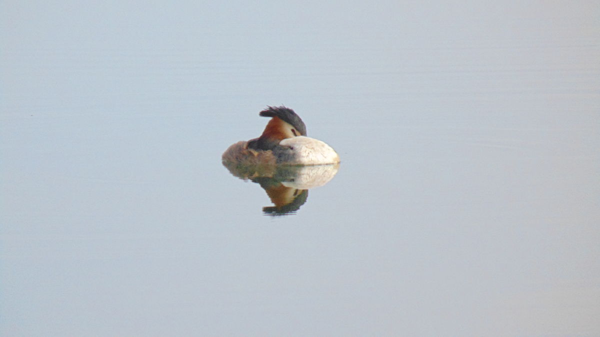 Kónya Máté Bertalan