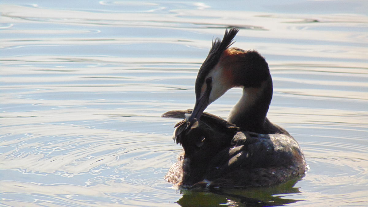 Kónya Máté Bertalan