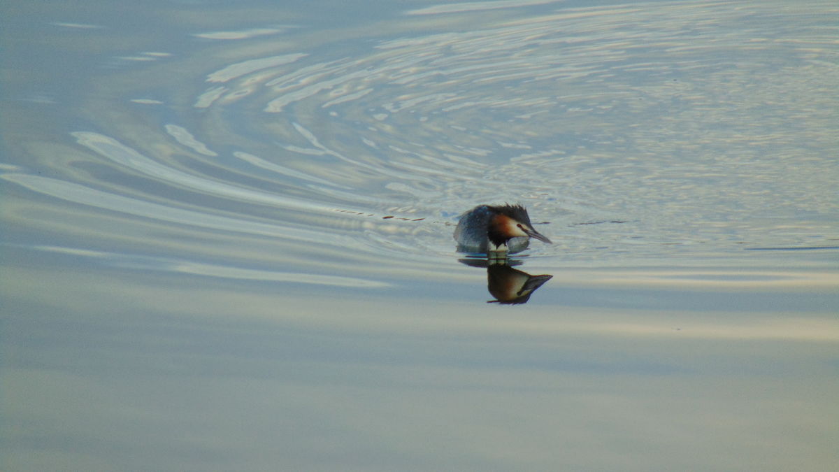 Kónya Máté Bertalan