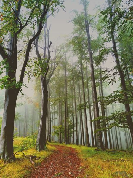 Börzsönyi festmény