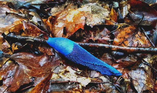 Kárpáti kék meztelencsiga