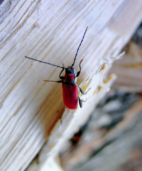 A ferrari piros cincér