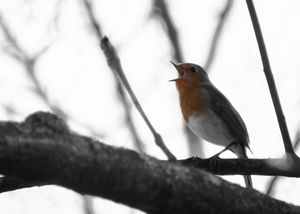 A vörösbegy(ű) A vörösbegy(ű)