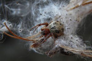 Szöszmötölős Szöszmötölős