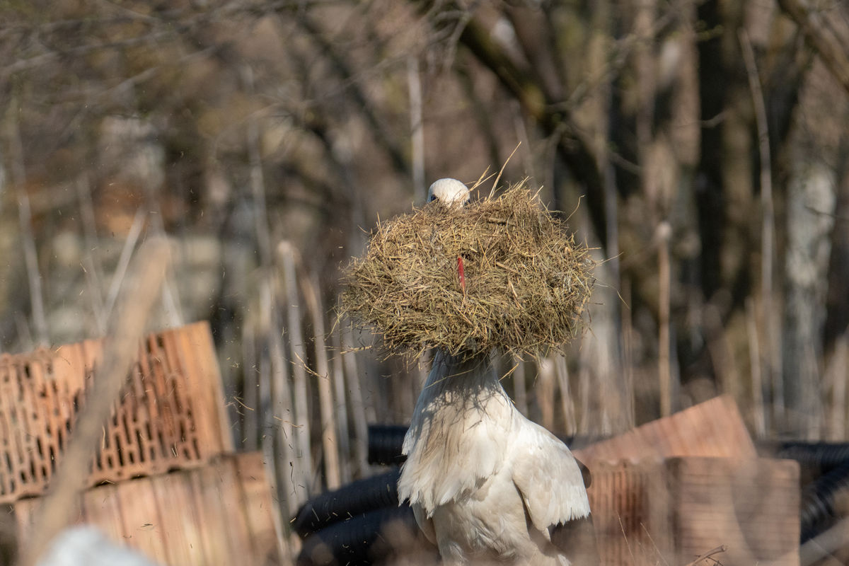 Gémné Kovács Anita