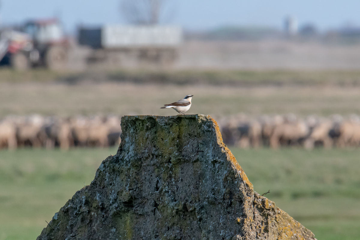 Gémné Kovács Anita