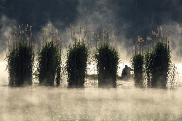 Ladik a nád mögött