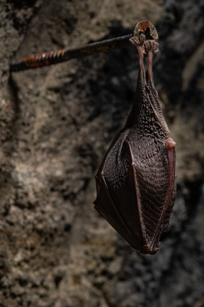 Különleges választás